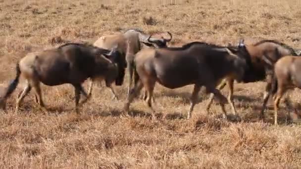 ンゴロンゴロでヌーの群れ — ストック動画