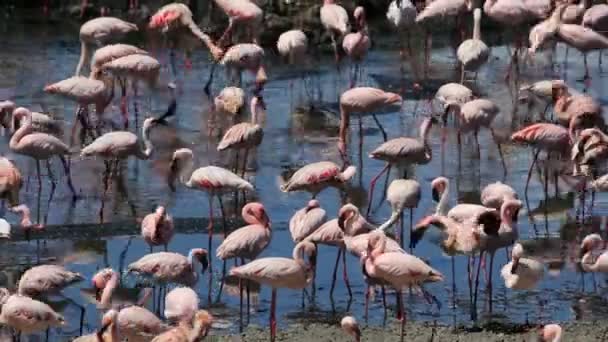 Grote hoeveelheid Flamingo's in Afrika — Stockvideo