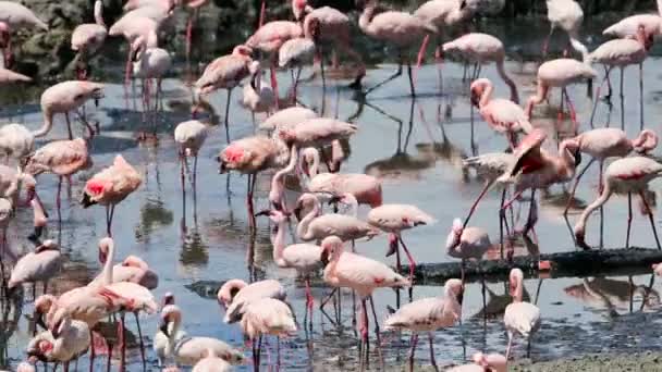 Gran cantidad de flamencos en África — Vídeo de stock