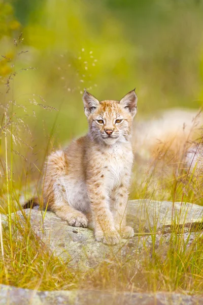 Ładny ryś cub siedzi w trawie — Zdjęcie stockowe