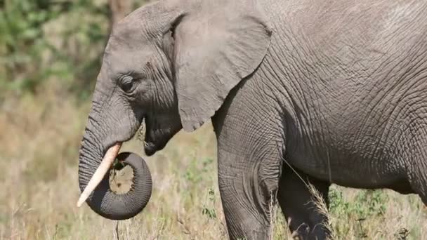 Nagy elefánt eszik fű és ágak Afrikában