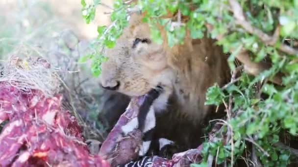 Grote mannelijke leeuw eet zebra in Afrika — Stockvideo