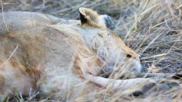 Lion cub sleeping after meal in Africa — Stock Video