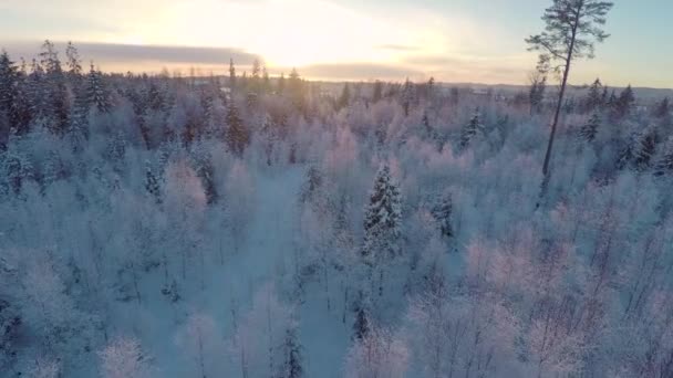 Voando alto acima da floresta de inverno ao pôr do sol — Vídeo de Stock