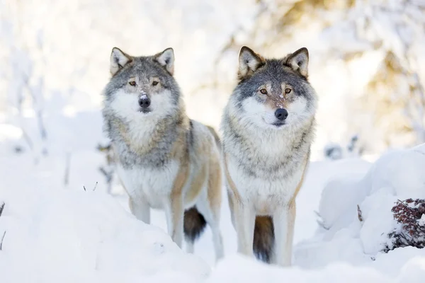 Dois lobos na floresta fria de inverno — Fotografia de Stock