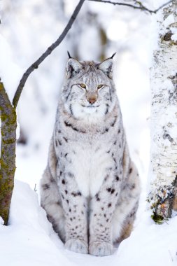 Close-up of proud lynx cat in the winter forest clipart