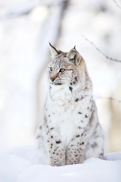 Lynx cub zit in de koude sneeuw — Stockfoto
