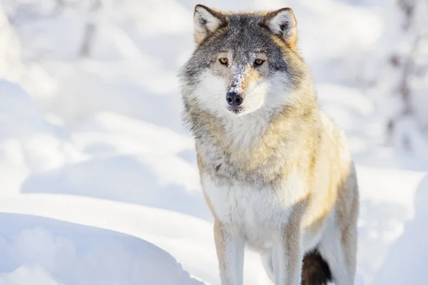 Lobo se encuentra en hermoso bosque de invierno — Foto de Stock