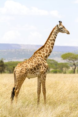 Uzun zürafa ayakta Serengeti savannah