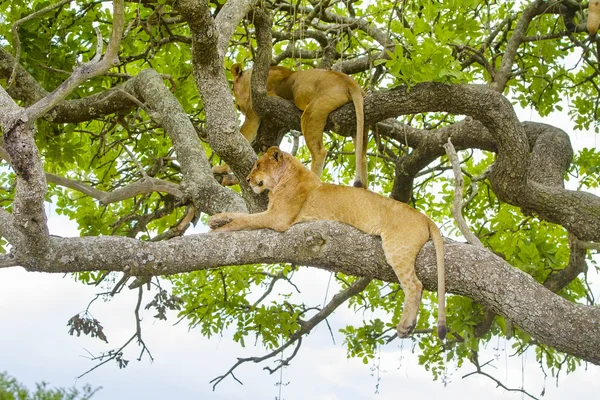 Lwy spoczywa w drzewo gorący dzień w Serengeti — Zdjęcie stockowe