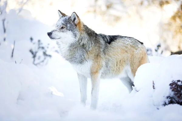 Snowy wolf stands in beautiful winter forest — Stock Photo, Image