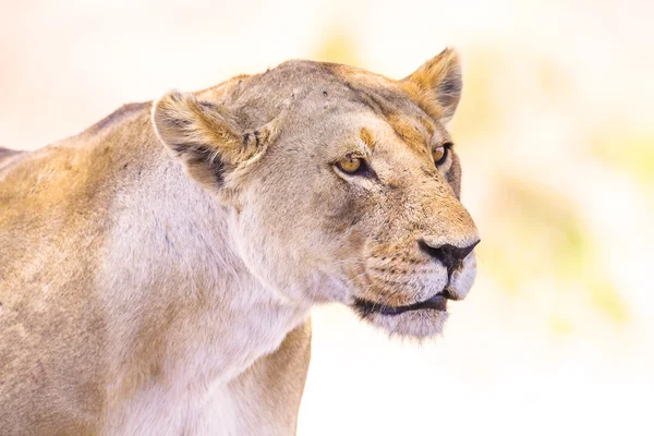 Primer plano de una gran leona salvaje en África — Foto de Stock