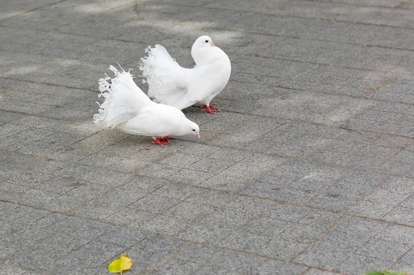 Beautiful White Breed Pigeons Walk City Horizontal — Stock Photo, Image