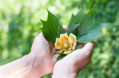 Bir çiçeğin ellerinde ve lale ağacının yapraklarında. Kapatın. Üst görünüm