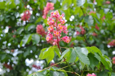 Kestane çiçekleri baharda pembe çiçeklerle açar. Güzel çiçek arkaplanı