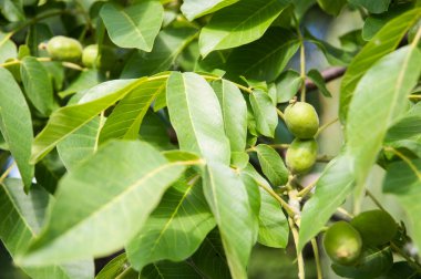 Küçük Yunan cevizleri ağaca asılır ve olgunlaşır. Ağaçta çok faydalı ve besleyici Yunan fındıkları var.