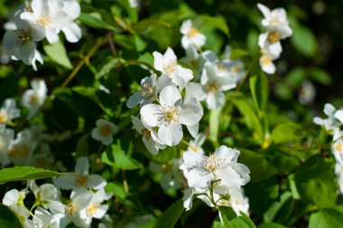 Yasemin 'in beyaz çiçekleri yeşil çalılıklarda bol bol çiçek açar. Yasemin çiçeklerinin hoş kokusu her zaman havayı canlandırır. Kapalı, seçici bir odak noktası.
