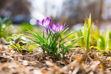 İlk bahar çiçekleri safran rengidir. Bahar çiçeği safranı dağlarda yetişir. Alt görünüm