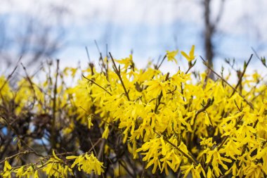 İlk çalılar ilkbaharda sarı çiçeklerle çiçek açtı. İyi bir bahar geçmişi var. Bahar geldi.