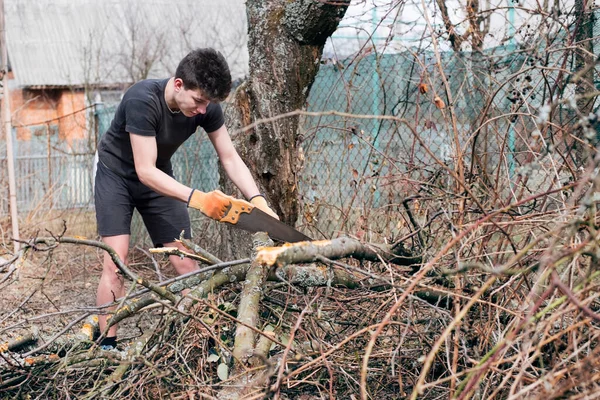 Gençler süsleme yapar, baharda evin yanında sipariş verir, ağacın eski dallarını testereyle keserler.