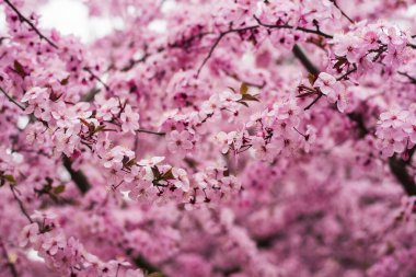 Kiraz dalları birbirine karışır ve çiçek açarlar. Kiraz çiçekleriyle narin pembe bahar arka planı