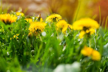 Sarı karahindiba çiçekleri ilkbaharda iyi çiçek açar. Bazı sağlık faydaları olan faydalı çiçekler. Karahindiba çiçeklerinin güzel bahar fotoğrafı. Boşluğu kopyala