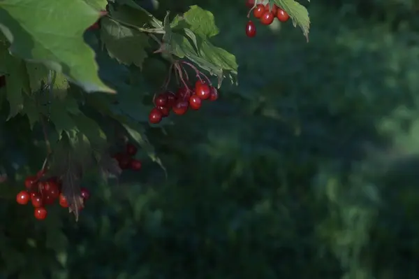 Fotografie Zralých Bobulí Viburnum Sytě Odstínech Červené Tmavě Zelené Pozadí — Stock fotografie