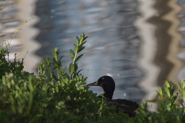 Eend Verstopt Zich Struiken Aan Kust Gluurt Weg Van Achter — Stockfoto