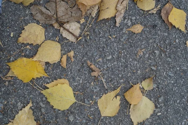 Photo Still Life Fallen Autumn Leaves Textured Stone Surface Shades — Stock Photo, Image