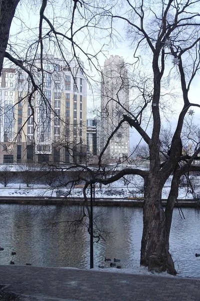 一张冬季都市风景的照片 在公园里在前景中 那些落叶的树 还有一条有鸭子的河 一条供散步和娱乐的小径 一条石堤和一些新建筑 蓝色和灰色调 — 图库照片