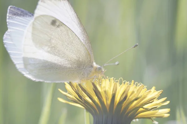 Una Foto Leggera Con Fiore Tarassaco Giallo Una Farfalla Bianca — Foto Stock