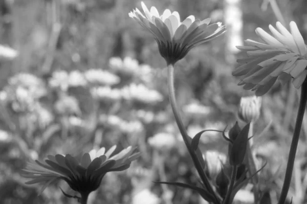 Zwart Wit Foto Van Bloemen Gedeeltelijke Verlichting Door Direct Zonlicht — Stockfoto