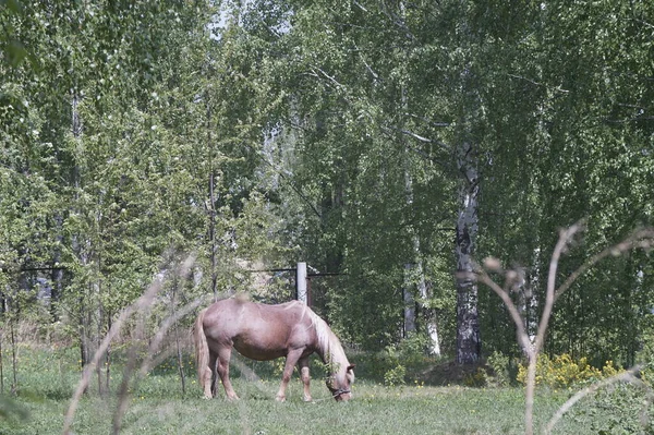 Photo Flaxen Suit Horse Horse Grazes Lawn City Park — Stock Fotó