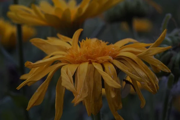 Λουλούδι Marigold Στο Φόντο Ενός Παρτέρι Σκούρο Μπλε Πράσινο Φόντο — Φωτογραφία Αρχείου