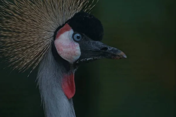 Photo Portrait Crowned Crane Very Angry Stupid Appearance Eyes Beak — Stock fotografie