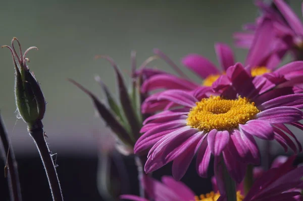 Photo Une Fleur Plante Dans Bouquet Fleur Marguerite Les Pétales — Photo