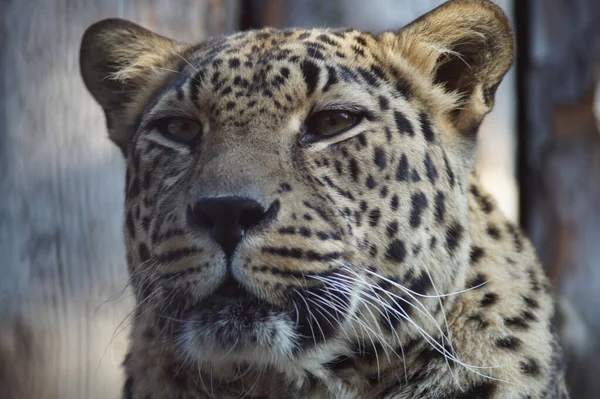 Foto Retrato Animal Leopardo Del Lejano Oriente Gato Reposo Está —  Fotos de Stock