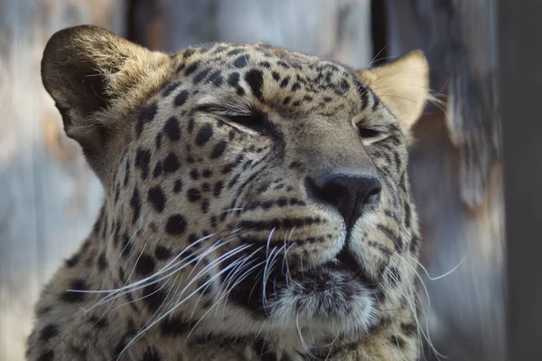 Foto Retrato Animal Leopardo Del Lejano Oriente Gato Reposo Está — Foto de Stock