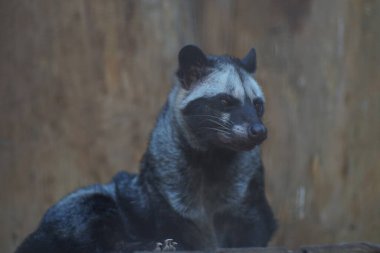 Bir hayvanın portresi. Paradoxurus hermafroditus. Açıkça poz veriyor..