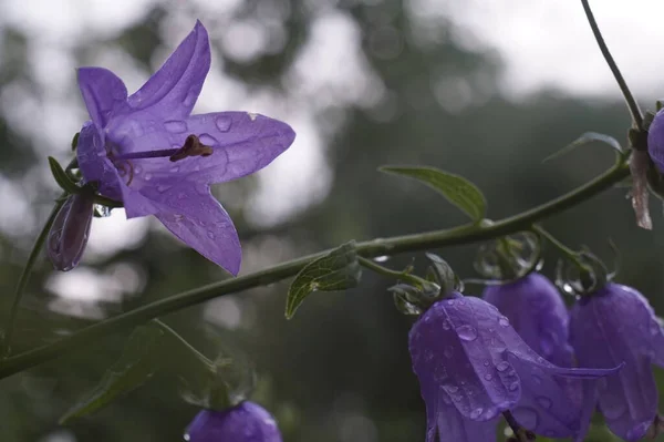 Zdjęcia Kwiatów Deszczową Pogodę Fioletowe Dzwonki Wśród Łąk Traw Ogrodowych — Zdjęcie stockowe