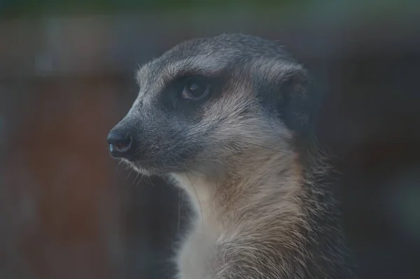 Φωτογραφία Πορτρέτο Ενός Ζώου Στο Προφίλ Meerkat Προστατεύει Την Ασφάλεια — Φωτογραφία Αρχείου