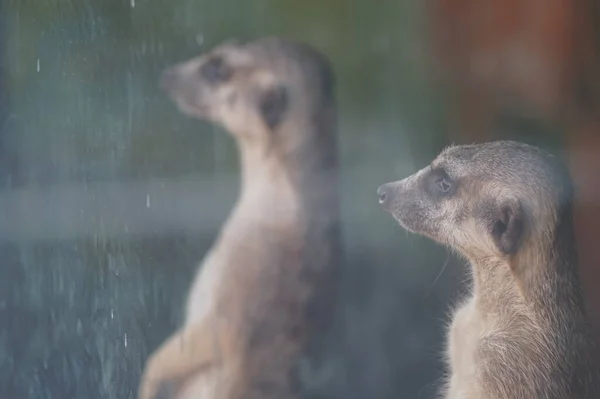 Retrato Fotográfico Animal Perfil Meerkat Guarda Segurança Sociedade Meerkat — Fotografia de Stock