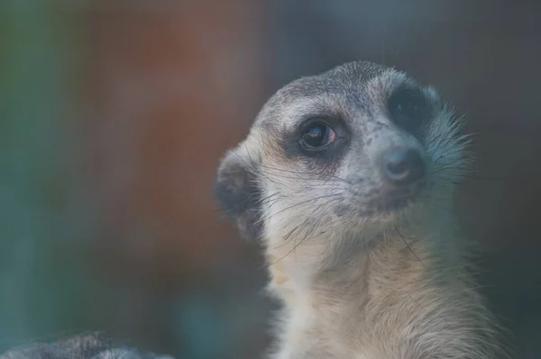 Portret Fotografic Unui Animal Meerkat Pozează Capul Înclinat Mod Expres — Fotografie, imagine de stoc