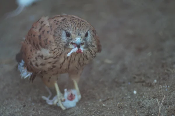 動物の肖像画 ケストレルはネズミを食い尽くす ケストレルは小さな鷹だ — ストック写真