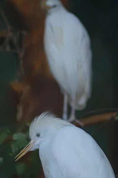 Photo Portrait Animal Egyptian Heron Very Artistic Bird Creates Anthropomorphic —  Fotos de Stock