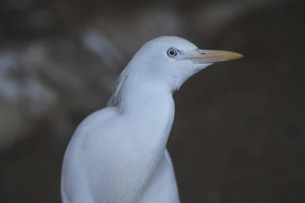 動物の肖像写真 エジプトのサギはとても芸術的な鳥です 擬人化されたイメージを作る — ストック写真