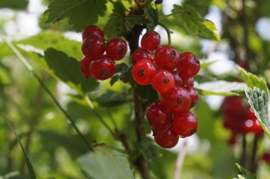 Makro. Kırmızı frenk üzümü meyveleri fotoğrafı. Az önce bir sağanak geçti. Her yer su ve büyük damlalarla dolu..