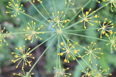 Şemsiye çiçeği fotoğrafı. Dill. Renkli. Dallanan çok köşeli yıldızlar şeklinde karmaşık bir geometrik yapı. Fütürist makine mühendisliğinin bir ürünü gibi görünüyor..