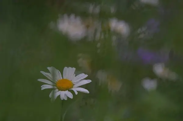 Foto Van Een Madeliefje Achtergrond Van Weidebloemen Grassen Bokeh Vorm — Stockfoto