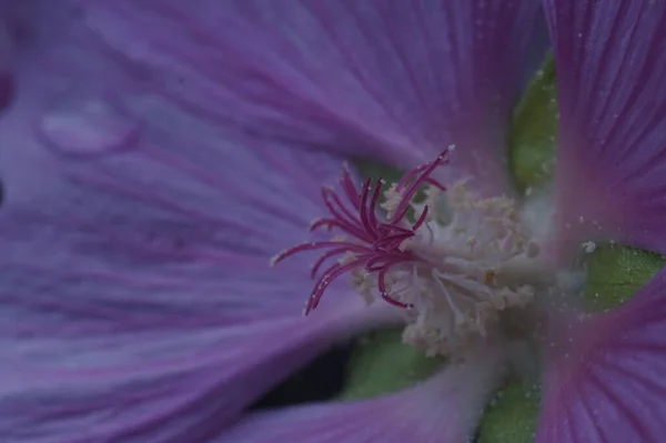 Photo Purple Flower Thuringian Khatma Pollination System Sharpness Zone Individual — Stock Photo, Image